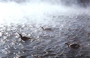 Kanadagänse (Branta canadensis)