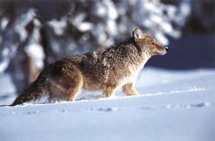 Kojote (Canis latrans)