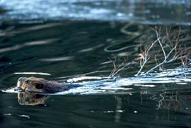 Beaver : Biber