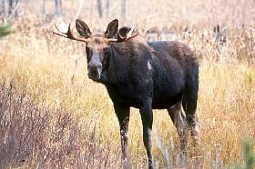 Elch : Moose : (Alces alces)